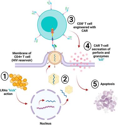 Frontiers | Chimeric Antigen Receptor T-Cells: An Overview of 